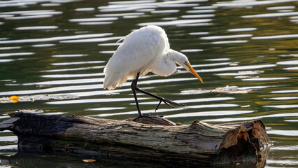 An egret stays by water to wait for prey.