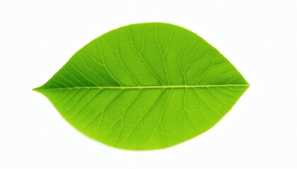 Obraz premium Single Green Leaf on White Background