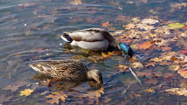 A pair of mallard ducks are foraging for food.