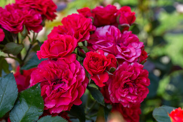 Blossom red rose flower macro photography on a sunny summer day. Garden rose with scarlet petals...