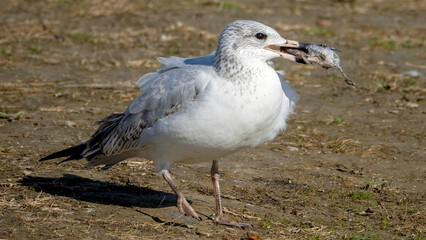The seagull is feeding after foraging.