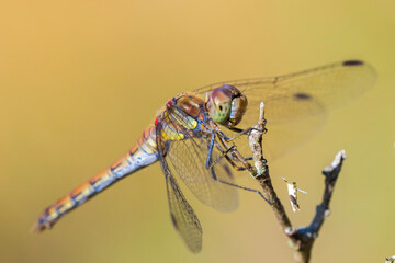 Common Darter, Sympetrum striolatum, male resting