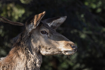 Side-profile portrait of a female Red Deer (Cervus elaphus), also known as a hind. The deer face is turned to the right, revealing her long, slender snout, large dark eye, and prominent ears. 