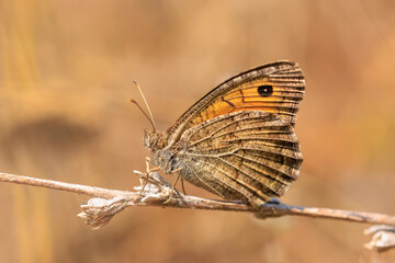 False Grayling, Arethusana arethusa, butterfly resting in vegetation