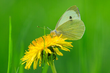 Pieris brassicae, the large white or cabbage butterfly pollinating