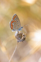 Common Blue butterfly, Polyommatus icarus, pollinating closeup