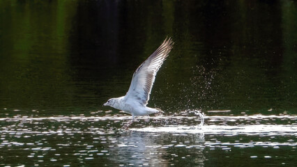 Fototapeta premium Seagull flying over the calm lake.