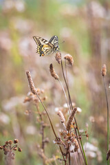 Old World swallowtail also common yellow swallowtail butterfly, Papilio machaon, feeding nectar of...