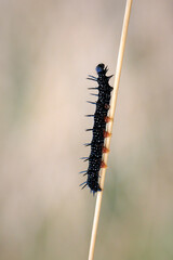 Aglais io, Peacock butterfly caterpillar