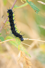 Aglais io, Peacock butterfly caterpillar