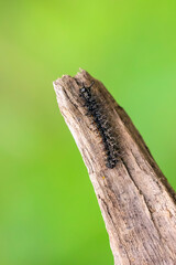 The map butterfly caterpillar, araschnia levana, close-up