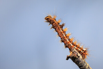 Closeup of a caterpillar or larva of a Acronicta rumicis, the knot grass moth