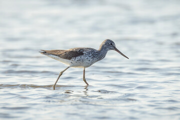 Common greenshank, Tringa nebularia, foraging in wetlands