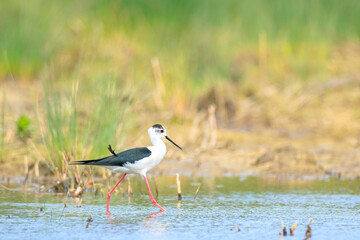 Black-necked stilt, Himantopus Himantopus, wader bird posing and foraging.