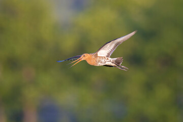 Black-tailed godwit Limosa Limosa in flight