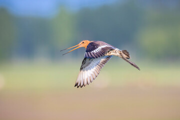 Black-tailed godwit Limosa Limosa in flight