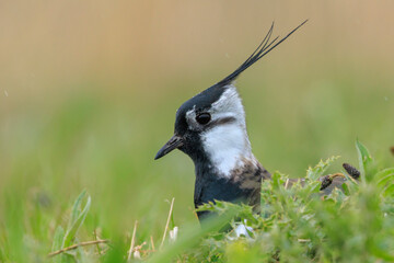 Northern lapwing, Vanellus vanellus, wading bird in a meadow