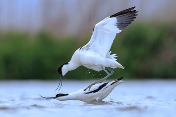 Pied Avocet, Recurvirostra avosetta, mating