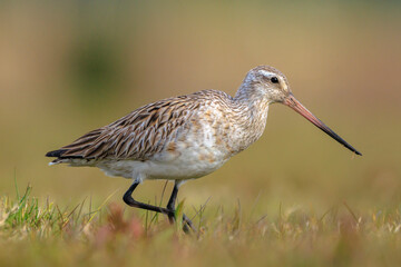Bar-tailed Godwit, Limosa lapponica, foraging in a green meadow