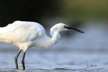 Little Egret, Egretta garzetta, fishing foraging hunting