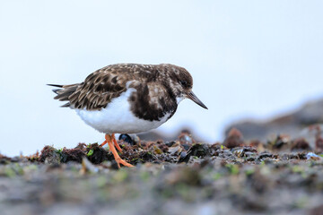 Closeup of a Rubby turnstone Arenaria interpres wading bird foraging between rocks at the sea coast