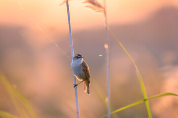 Sedge Warbler, Acrocephalus schoenobaenus, singing during sunset