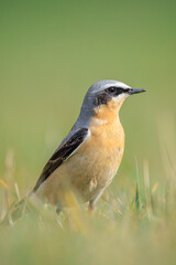 Northern wheatear male bird, Oenanthe oenanthe, foraging in grass