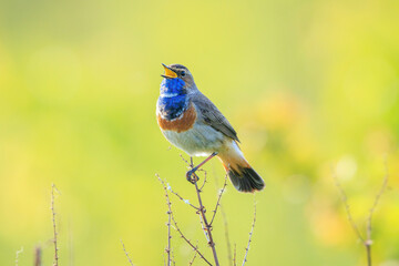 Closeup of a blue-throat male bird Luscinia svecica cyanecula singing