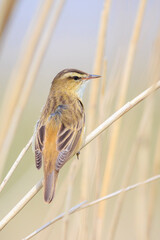 Sedge Warbler, Acrocephalus schoenobaenus, singing
