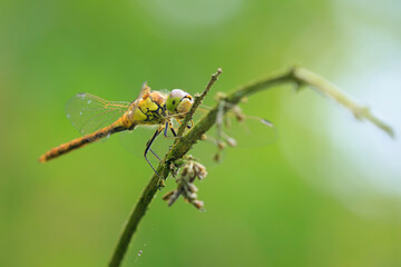 Vagrant darter Sympetrum vulgatum resting