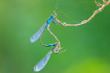 Closeup of two common bluetail Ischnura elegans damselflies mating wheel or mating heart