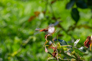 Ruddy darter dragonfly sitting on a branch in a summer day. Dragonfly with big eyes macro photography on a green background.	
