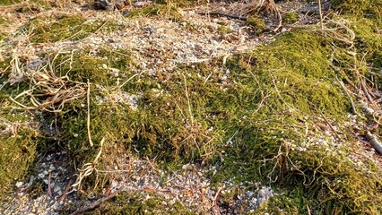 moss in the forest