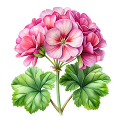 Obraz premium Geranium flower isolated on transparent background.PNG FORMAT