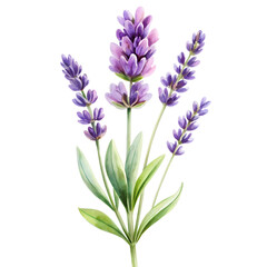 Naklejka premium lavender flowers isolated n transparent background. PNG FORMAT