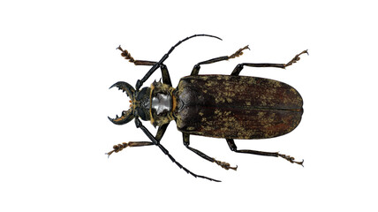 Acanthophorus maculatus displays its elongated body and strikingly patterned carapace. The beetle's impressive antennae extend outward, highlighting its longhorn features and unique coloration.