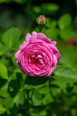 Blooming pink rose flower macro photography on a sunny summer day. Garden rose with pink petals close-up photo in the summertime. Tender rosa floral background.	
