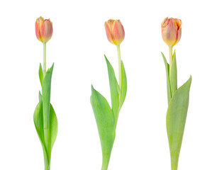 Tulips on a White Background
