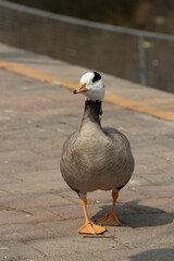 Waterfowl Concept, Close up funny Bar-Headed Goose