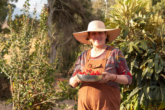 Senior farmer woman wearing straw hat, standing in garden, holding bowl of ripe tomatoes, radiating satisfaction during sunny harvest moment