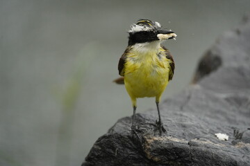 The great kiskadee (Pitangus sulphuratus), Tyrannidae family. Fortaleza Ceara, Brazil.