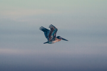 Great Blue Heron Flying into Sunset