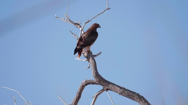Red Tailed Hawk Flying Away Slow Motion