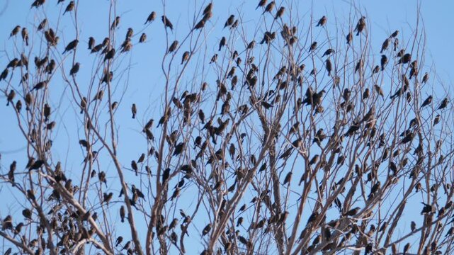 Red Winged Black Bird Flock in a Tree