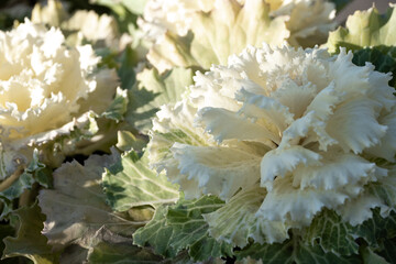 Close-up of white ornamental cabbage with ruffled leaves, displaying its unique texture and subtle...