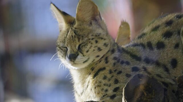 Handheld close-up shot of a tired serval cat sleeping while sitting at the zoo