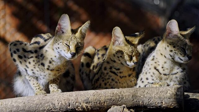 Slow-motion shot of three young Servals resting together in the nature