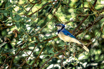 Blue Jay Perched on a Spring Tree
