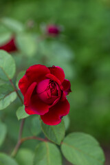 Blossom red rose flower macro photography on a sunny summer day. Garden rose with scarlet petals close-up photo in the summertime. Scarlet rosa floral background.	
