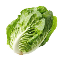 Obraz premium Fresh green Napa cabbage healthy and vibrant